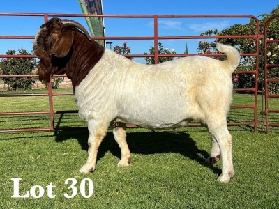 1X BOER GOAT FLOCK - COLOUR BUCK LUKAS BURGER BOER GOAT STUD