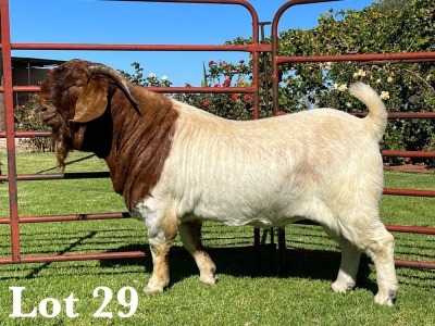 1X BOER GOAT STUD BUCK LUKAS BURGER BOER GOAT STUD