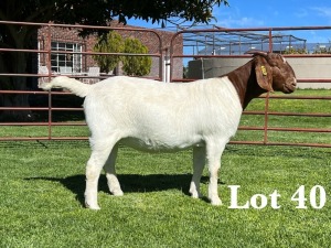 1X BOER GOAT STUD DOE LUKAS BURGER BOER GOAT STUD