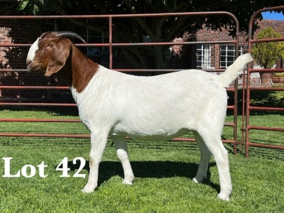 1X BOER GOAT STUD DOE LUKAS BURGER BOER GOAT STUD