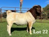 1X BOER GOAT STUD BUCK LUKAS BURGER BOER GOAT STUD