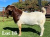 1X BOER GOAT STUD BUCK LUKAS BURGER BOER GOAT STUD