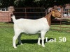 1X BOER GOAT STUD DOE LUKAS BURGER BOER GOAT STUD