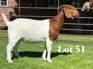 1X BOER GOAT STUD DOE LUKAS BURGER BOER GOAT STUD