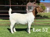 1X BOER GOAT PS DOE LUKAS BURGER BOER GOAT STUD