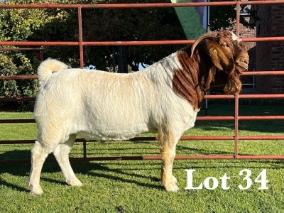 WITHDRAWN - 1X BOER GOAT BUCK LUKAS BURGER BOER GOAT STUD