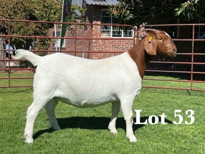 1X BOER GOAT STUD DOE LUKAS BURGER BOER GOAT STUD