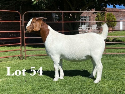 1X BOER GOAT PS DOE LUKAS BURGER BOER GOAT STUD