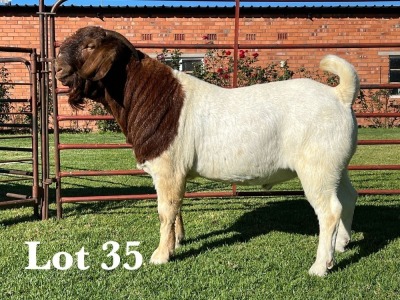 1X BOER GOAT FLOCK - TEET BUCK LUKAS BURGER BOER GOAT STUD