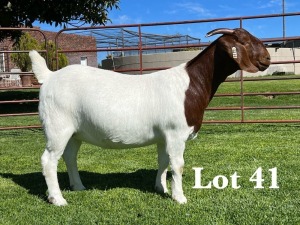 1X BOER GOAT STUD DOE LUKAS BURGER BOER GOAT STUD