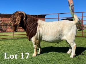 1X BOER GOAT FLOCK - COLOUR BUCK LUKAS BURGER BOER GOAT STUD