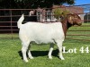 1X BOER GOAT STUD DOE LUKAS BURGER BOER GOAT STUD