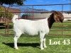 1X BOER GOAT STUD DOE LUKAS BURGER BOER GOAT STUD