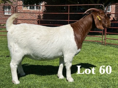 1X BOER GOAT STUD DOE LUKAS BURGER BOER GOAT STUD