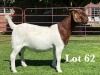 1X BOER GOAT FLOCK - COLOUR DOE LUKAS BURGER BOER GOAT STUD