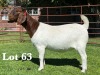 1X BOER GOAT FLOCK DOE LUKAS BURGER BOER GOAT STUD