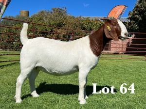 1X BOER GOAT Kudde/Flock (pigment) DOE LUKAS BURGER BOER GOAT STUD