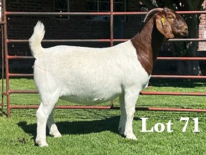 1X BOER GOAT FLOCK - TEET DOE LUKAS BURGER BOER GOAT STUD