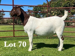 1X BOER GOAT Kudde/Flock (colour, teet) DOE LUKAS BURGER BOER GOAT STUD