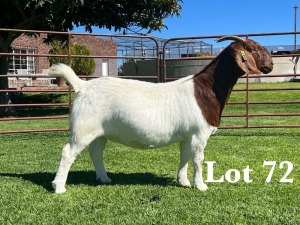 1X BOER GOAT Kudde/Flock (colour, speen-teet) DOE LUKAS BURGER BOER GOAT STUD