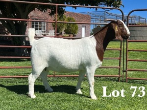 1X BOER GOAT STUD DOE LUKAS BURGER BOER GOAT STUD