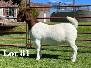 1X BOER GOAT FLOCK - TEET DOE LUKAS BURGER BOER GOAT STUD