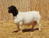 1X DORPER RAM NOOITGEDACHT DORPERSTOET - STOET/STUD