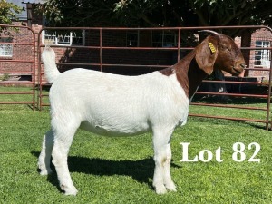 1X BOER GOAT FLOCK - TEET DOE LUKAS BURGER BOER GOAT STUD