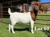 1X BOER GOAT STUD DOE LUKAS BURGER BOER GOAT STUD