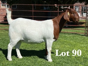 1X BOER GOAT FLOCK - COLOUR DOE LUKAS BURGER BOER GOAT STUD