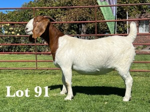 1X BOER GOAT STUD DOE LUKAS BURGER BOER GOAT STUD