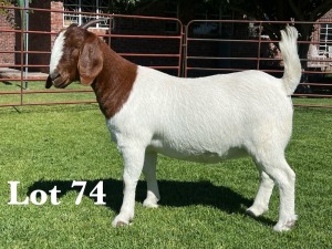 1X BOER GOAT FLOCK - TEET DOE LUKAS BURGER BOER GOAT STUD