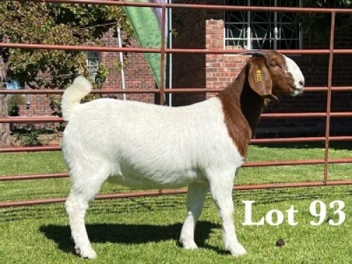 1X BOER GOAT FLOCK - TEET DOE LUKAS BURGER BOER GOAT STUD
