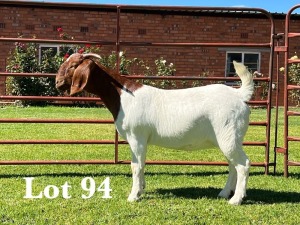 1X BOER GOAT PS DOE LUKAS BURGER BOER GOAT STUD