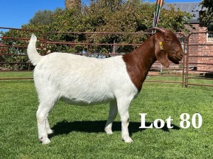 1X BOER GOAT FLOCK - COLOUR DOE LUKAS BURGER BOER GOAT STUD