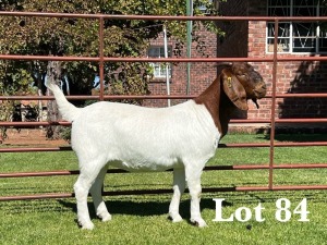 1X BOER GOAT Kudde/Flock DOE LUKAS BURGER BOER GOAT STUD