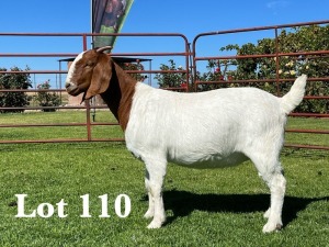 1X BOER GOAT FLOCK DOE LUKAS BURGER BOER GOAT STUD