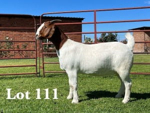 1X BOER GOAT FLOCK - TEET DOE LUKAS BURGER BOER GOAT STUD