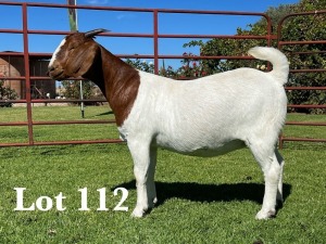 1X BOER GOAT FLOCK DOE LUKAS BURGER BOER GOAT STUD