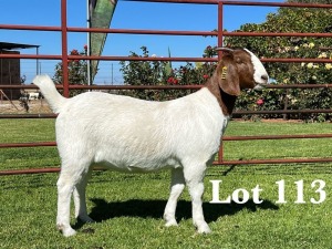 1X BOER GOAT FLOCK - TEET DOE LUKAS BURGER BOER GOAT STUD