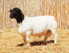 1X DORPER RAM NOOITGEDACHT DORPERSTOET - STOET/STUD - 3