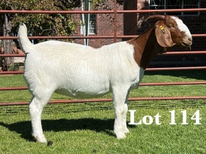 1X BOER GOAT FLOCK - TEET DOE LUKAS BURGER BOER GOAT STUD