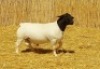 1X DORPER RAM NOOITGEDACHT DORPERSTOET - STOET/STUD - 2