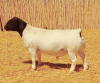 1X DORPER RAM NOOITGEDACHT DORPERSTOET - STOET/STUD - 5