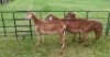 LOT 71 1X MEATMASTER OOI/EWE B3 GENETICS - 4