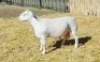 1X WIT DORPER RAM NOOITGEDACHT DORPERSTOET - KUDDE/FLOCK - 2