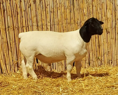 1X DORPER RAM NOOITGEDACHT DORPERSTOET - STOET/STUD