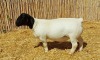 1X DORPER RAM NOOITGEDACHT DORPERSTOET - STOET/STUD - 2