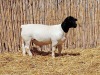 1X DORPER RAM NOOITGEDACHT DORPERSTOET - STOET/STUD - 3