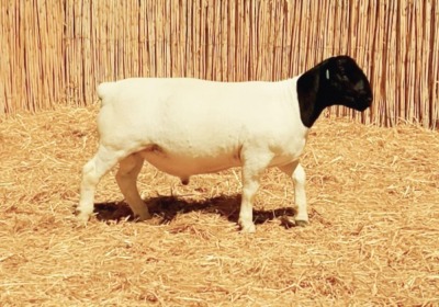 1X DORPER RAM NOOITGEDACHT DORPERSTOET - STOET/STUD